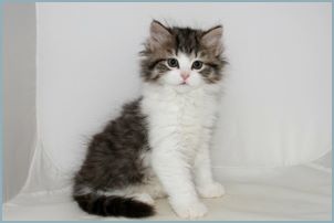 Female Siberian Kitten from Deedlebug Siberians